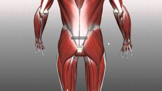 Muscles of the Gluteal Region  Part 1  Anatomy Tutorial [upl. by Htnnek]