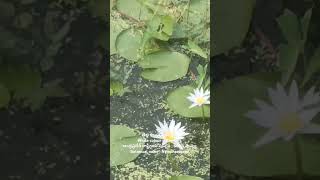 White colour water Lilly  Nymphaeaeae [upl. by Anaert]