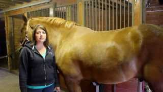 How to Groom Your Horse [upl. by Alaine]