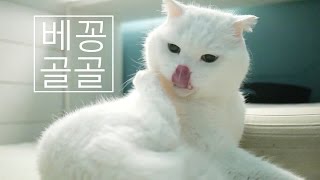 ASMR My CAT Purring amp Grooming sound 고양이 골골송amp 고양이 그루밍 [upl. by Abie]