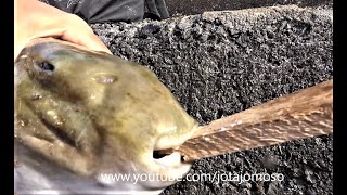 The bite of the poisonous fish Fugu  毒魚フグの一口  لدغة الأسماك السامة فوغو [upl. by Randene]