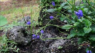 attract butterflies with native floridas porterweed plant [upl. by Jennifer]