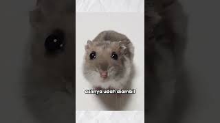 Original Sad Hamster Violin Meme [upl. by Anihsit]