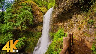 8 HOURS Forest Walk along the Trail of Ten Falls  Waterfalls of Silver Falls State Park in 4K UHD [upl. by Ynaiffit341]