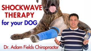 Shockwave Therapy for Dog Injuries  ESWT  Achilles Tendinitis amp Cauda Equina Syndrome [upl. by Haney]