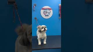 Groomed with love because they deserve it pets groomingservices groomingsession doglover love [upl. by Jennette]