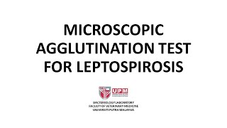 Microscopic Agglutination Test for Leptospirosis [upl. by Rutter750]