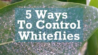 5 Ways to Control Whiteflies [upl. by Esertap]