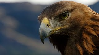 POV Eagle Flight  Natural World Super Powered Eagles  BBC Earth [upl. by Dierolf]