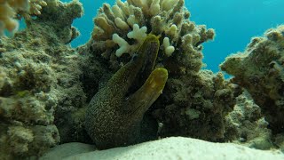 Static camera with a yellowspotted moray eel Gymnothorax flavimarginatus [upl. by Burkle]