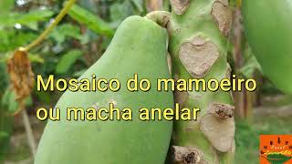 Ácaro ou vírus no mamoeiro Saiba como diferenciar e controlar Papaya ringspot virus P latus [upl. by Prevot970]