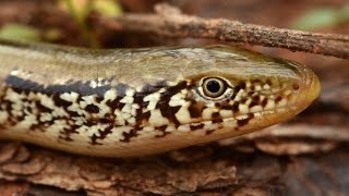 GLASS LIZARD  Facts About the Western Slender Glass Lizard [upl. by Matthieu]