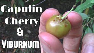 Capulin Cherry amp Cranberry bush fruit  Weird Fruit Explorer Ep 259 [upl. by Andrej601]