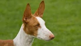 Ibizan Hound Podenco Ibicenco [upl. by Enerol]