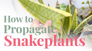 How to Propagate Snake Plant Growing Sansevieria from FREE cuttings [upl. by Labinnah]