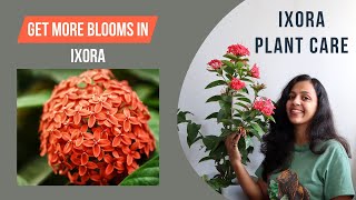 How to Grow and Care for Ixora Plant  Best Flowering Plant [upl. by Si885]