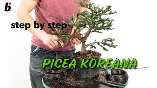 PICEA KOREANA Removing branches [upl. by Phio453]