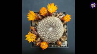 Time lapse Sulcorebutia arenacea [upl. by Melville]