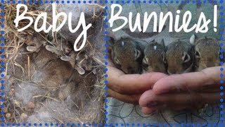 CUTEST BABY BUNNIES IN OUR BACKYARD [upl. by Alarise]