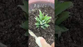 마트구매한 파인애플 잘 키우는 방법 pineapple [upl. by Pitarys]