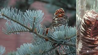 Abies concolor Pinaceae white fir [upl. by Ratha54]