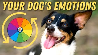 Excited Or Suspicious Dog Dealing With Your Dog’s Emotions 103 [upl. by Christi629]