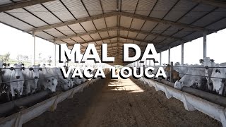 O QUE É O MAL DA VACA LOUCA [upl. by Faythe]