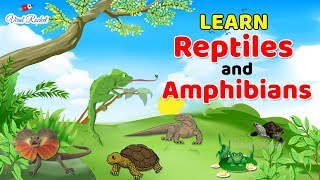 Learn Reptiles and Amphibians for Kids  Reptiles For Children in English  Amphibians names [upl. by Ullund]