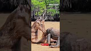 THE KOMODO DRAGON AND DEER WILD LIFE ANIMAL [upl. by Gorlicki]