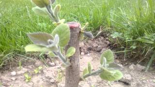 butasi de Paulownia Tomentosaprimii muguri 29041014 video 6 [upl. by Iadam]