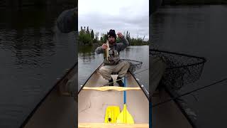 Fishing for walleye in Athabasca Sand Dunes Provincial Park fishing camping saskatchewan [upl. by Nylikcaj]