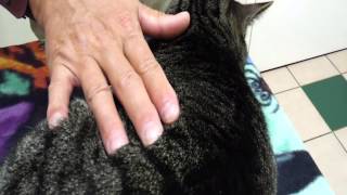 Pet Tips  Feline Heartworm Disease [upl. by Celisse183]