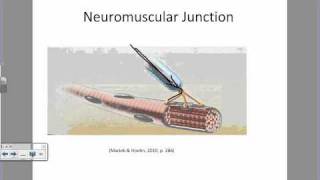 Physiology of a Muscle Contractionwmv [upl. by Hound]