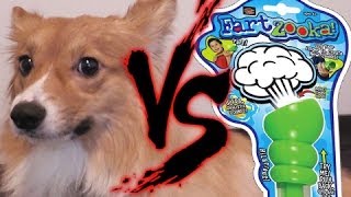 Ein The Puppy Corgi Vs The Fart Zooka [upl. by Aynot]