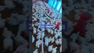 21 days poultry animalhusbandry birds chicken poultrylife poultryfarming poultrylove [upl. by Ecidnacal]