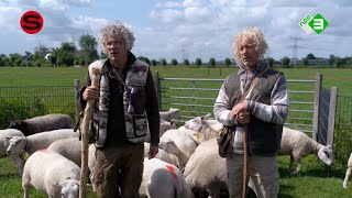 Waarom hebben schapen zon gekleurd achterwerk  Sluipschutters S6A1 [upl. by Neelak]