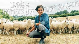 British Sheep Farming Living A Farmers Life For The Day [upl. by Moneta479]