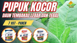 Pupuk Kocor Agar Daun Tembakau Lebar Dan Tebal  Pupuk Tembakau Agar Cepat Besar  Pupuk Tembakau [upl. by Oicneserc]