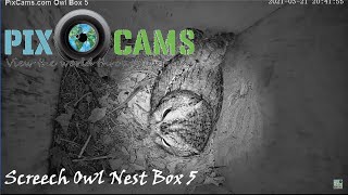 PixCamscom Screech Owl Nest Box 5 Live Stream  Owlets [upl. by Nannarb292]