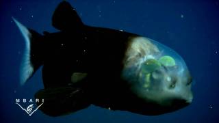 Macropinna microstoma A deepsea fish with a transparent head and tubular eyes [upl. by Ayanej280]