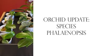 Orchid Update Species Phalaenopsis [upl. by Lemmuela]