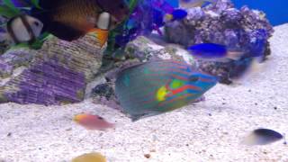 Male Melanurus Wrasse [upl. by Einon96]