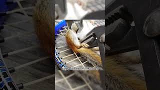 救了小松鼠 animal rescue animallover animalrescue squirrel [upl. by Nabla]