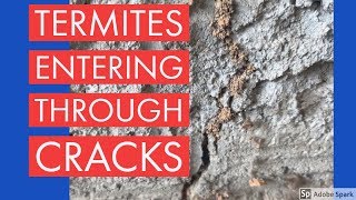 Termites Utilizing Cracks to Enter Structure [upl. by Eseneg174]