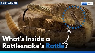 Explained I What Makes a Rattlesnakes Rattle Sound [upl. by Attevaj941]