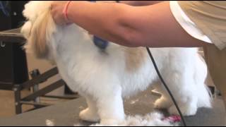 How to Use Clippers when Grooming a ShaggyHaired Dog  Dog Grooming [upl. by Letnuhs]