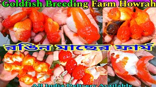 গোল্ডফিস মাছের ফার্ম🐠Exotic Goldfish Farm🐟Exotic Goldfish Breeder🐠Aquarium Fish Farm🐟 [upl. by Lichter]