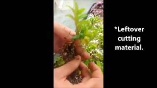 Propagation of horticultural plant Aeschynanthus radicans [upl. by Light317]