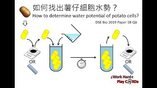 SBA DSE Bio 如何找出薯仔細胞水勢？How to determine water potential of potato cells 2019 Paper 1B Q6 [upl. by Aitekram]