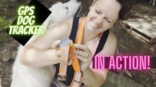 Tractive GPS tracker for dogs Testing Can we find our dog [upl. by Jenkins]